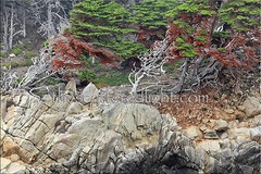 POINT LOBOS * TRIPTYCH 1 * SET OF 3 PHOTOGRAPHIC PRINTS