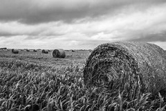 Hay Bale Photography Print: Kansas Black & White Nostalgic Farm Country Picture
