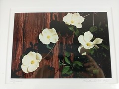 Signed Christine Loberg Dogwood Redwood Tree Photo Print Framed w/ Dedication