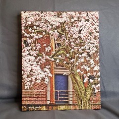Rustic Building Cherry Blossoms Canvas Original Prints 11X14
