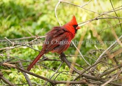 Original ACEO photo fine art print 2.5 x 3.5 inches FLUFFED UP CARDINAL red bird