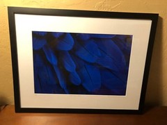 Art Photography Macro Large Digital Format Linda Jane Limited Mat/Framed Stellar