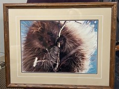 Breakfast in the Willows Porcupine Thomas Mangelsen Original Photo Grand Teton
