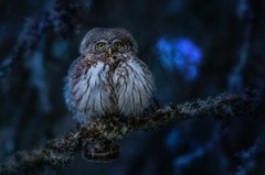 Digital Image Picture Photo Pic Wallpaper Background Night Time Forest Owl