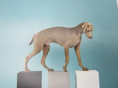 Signed William Wegman photograph Contact 2014 6×6” Magnum Weimaraner dog