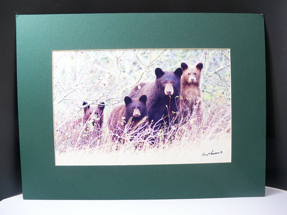 Gerry Lamarre Wildlife Photograph Print Brown Bear Family Matted 16″ x 12″