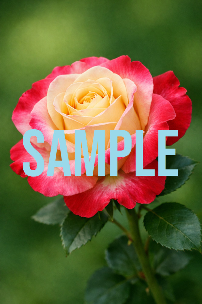 Digital Download Art Photo Image Wallpaper Background Desktop Printable Flowers