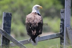 Eagle Photo, Pick One Image – Various Sizes