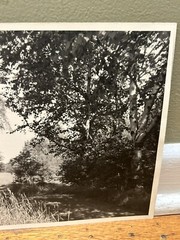 Arthur Gray Standard Oil Photographer Cleveland Ohio Americana Woodland Path Wow