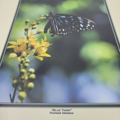PHOTOGRAPHY Art Prints Lot 3 Vintage Butterfly Flowers Nature Photos – HW022