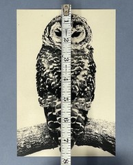 Yamamoto Masao Art Show Announcement Card 2026 – Ten Owls