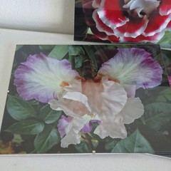 Lot Of 3 Framed Wall Decor Photographed Pictures Feat. Vibrant Flowers 14″ x 12″