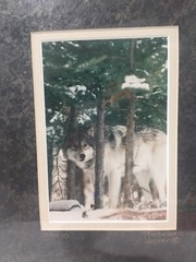 Gray Wolf Framed 4×6 Photograph Signed Numbered #309 Werner 8 X 10 Frame