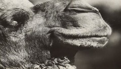 WERNHER KRUTEIN Fine Gallery Exhibition Original Photograph Happy Camel 1971