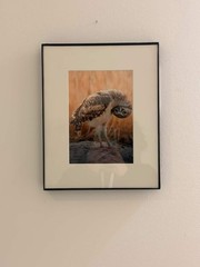 Silly Burrowing Owl Fine Art Print (Unframed)