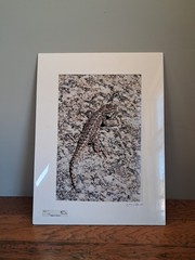 Mike Wells Lizard On Rock “Colorado Prairie” Signed Art Picture Photo