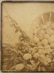 Beautiful Antique Albumen Print Photograph of Bushel of Apples, Lovely!