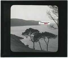 Landscape, Sea, Pines, Nature, Old Photo Glass Plate, Positive 8.5X10 Cm