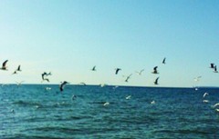 Beautiful Nature Photographs, Archival Quality Prints, Matted and Signed