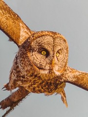 Christian Dalbec Take Flight Signed Owl Wildlife Photograph 2013 Color