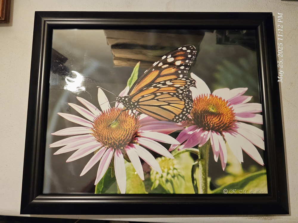 Butterfly In It’s Nature