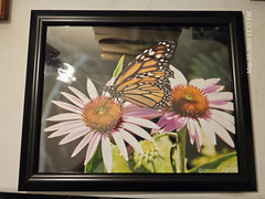 Butterfly In It’s Nature