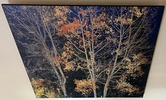 Rodney Lough Jr. «Silver Aspen» Limited Edition #83/500 French Cleat 26×22”