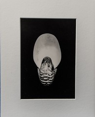 Chambered Nautilus Shell Front View
