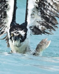 13×19 color print of an osprey and the lizardfish