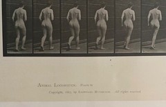 EADWEARD MUYBRIDGE authentic 1887 collotype ANIMAL LOCOMOTION PLATE 70 – lewitt