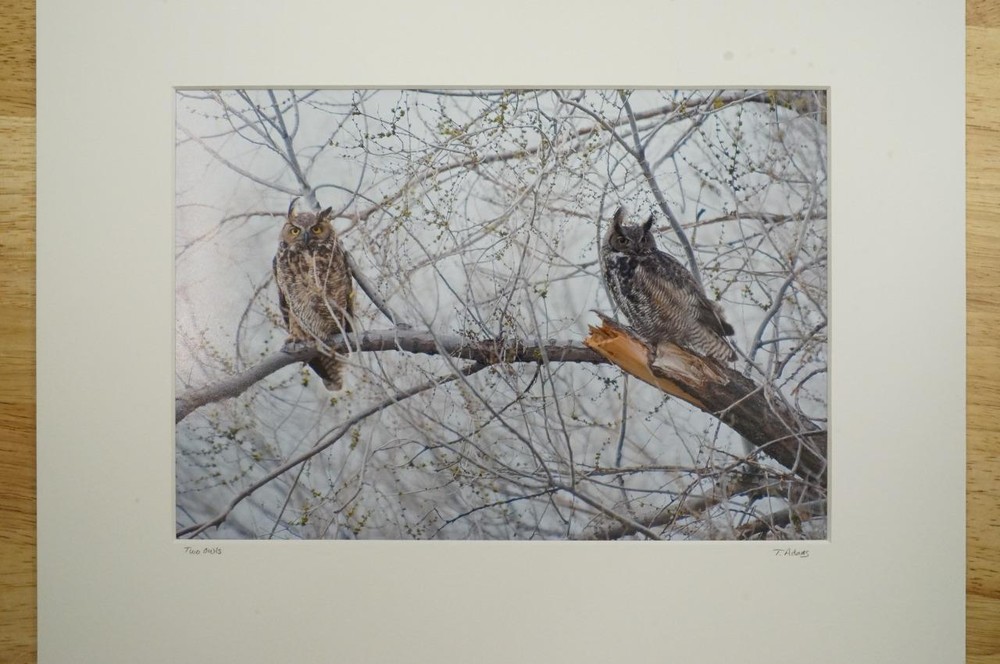 Tom Adams Photography Great Horned Owls Pair Oregon Matted Photo Art 11X14