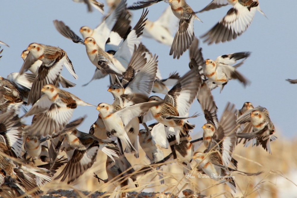 Digital Image Picture Pic Wallpaper Background/Snow Bunting Flock/RealJPEG Photo