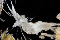 Fine Art Photography, Color Fine Art print, 8×12, Petrified Wood, Butterfly