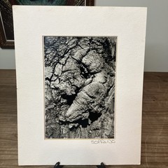 VTG Original Artwork Photography Modernist Black White Tree Bark Signed Soprano