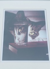 Nina Leen Cat Peering into Glass Framed Print 1963 Life Picture Collection COA