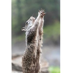 Cute Squirrel Praying Close Up Photo Wall Print, Wildlife Nature Photography