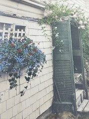H. Marshall Gardiner Nantucket, MA Hand Colored Photo Print Signed Sweet Flower