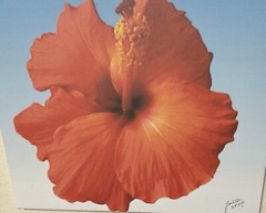 Wall Art Canvas Print From original photo, Limited Edition, 16x20x0.75 Inches