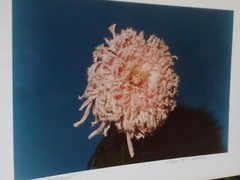 LOT 3 ORIGINAL COLOR PHOTOGRAPHS OF PLANTS FLOWERS SPECIES 14.5 X 10.25 INCHES