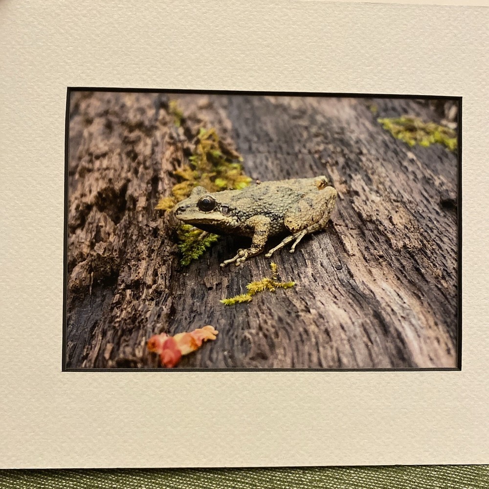 Frog On A Log Art Photograph By WV Photographer Ready To Frame 8×10 Custom Mat