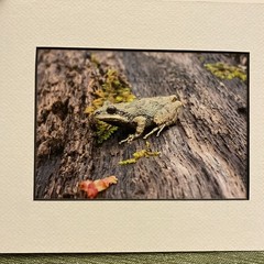 Frog On A Log Art Photograph By WV Photographer Ready To Frame 8×10 Custom Mat