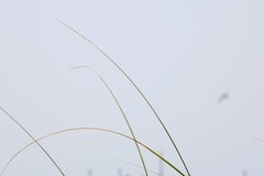 Simplicity – 24×36 Framed Glossy/Matte Fine Art Photographic Print | Wall Decor