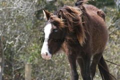 Chincoteague Pony Photo – Mare Surfer’s Blue Moon- Pick One Image -Various Sizes