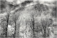 1935 1990s Ansel Adams Trees and cliffs of Eagle Peak Yosemite Large Art Photo