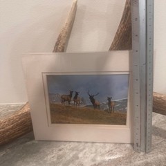 Eric Kottmann Signed Photo Print High Contry Elk Montana Wildlife Art
