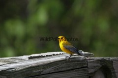 Prothonotory Warbler Photo, Pick One Image – Various Sizes