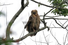 Owl Photo, Pick One Image – Various Sizes