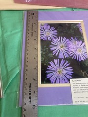 4 Beautiful Alaskan Flower Photos Mounted On Acid Free Mat Boards 8×10 In.
