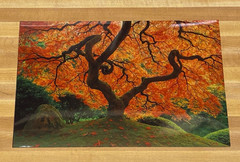 Japanese Maple Tree Small Photo Prints (Qty-2)