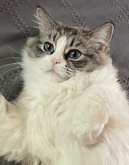 ‘Adorable’ Pure Breed ‘RAGDOLL’ Kitty Cat 8X10 Color Glossy “Blue Eyed Baby” NEW